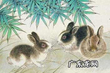 属兔男离不开对方的表现 属兔男离不开什么女人呢