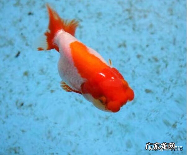 养金鱼的风水禁忌 莲花和金鱼可以在一起养吗?