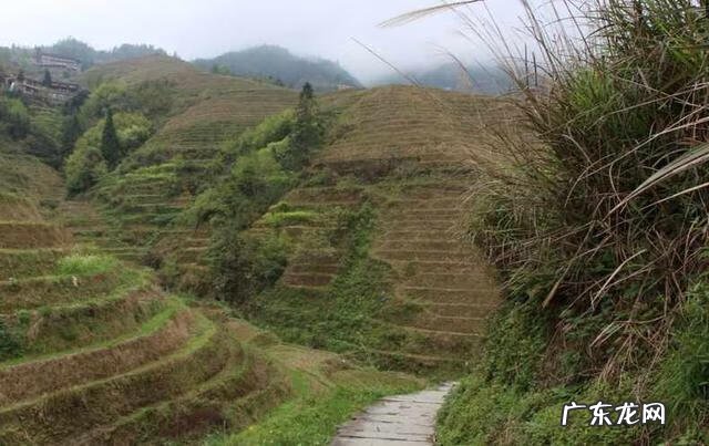 龙脊梯田图片高清 龙脊梯田旅游路线
