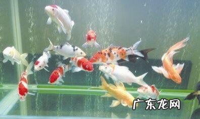 三条锦鲤的风水 锦鲤风水镇宅