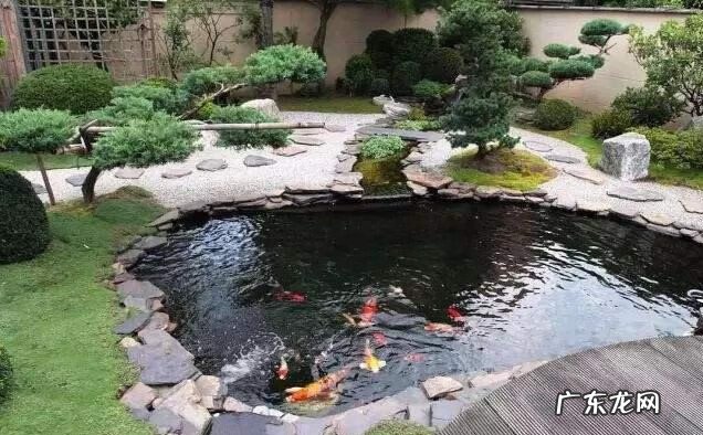 三条锦鲤的风水 锦鲤风水镇宅