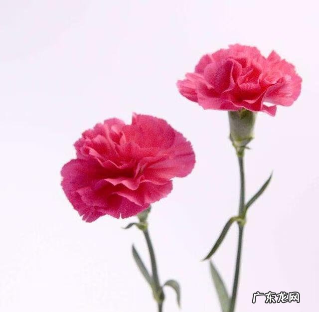 今天母亲节是几月几日 今天是母亲节吗?2020