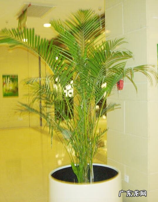 四季海棠风水好吗 四季海棠 风水