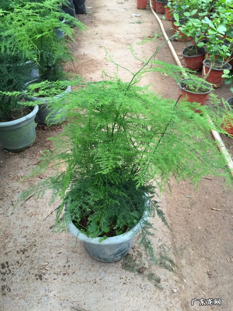 四季海棠风水好吗 四季海棠 风水