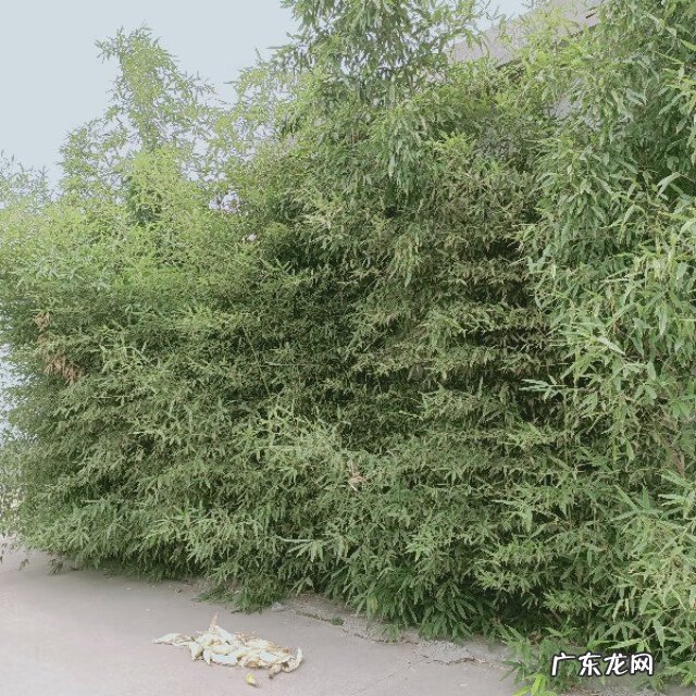 农村别墅风水 看农村风水