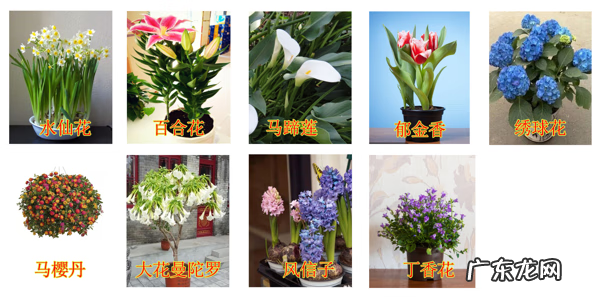 风水上会养花的女人 养花厉害的人风水有什么说法