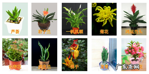 风水上会养花的女人 养花厉害的人风水有什么说法