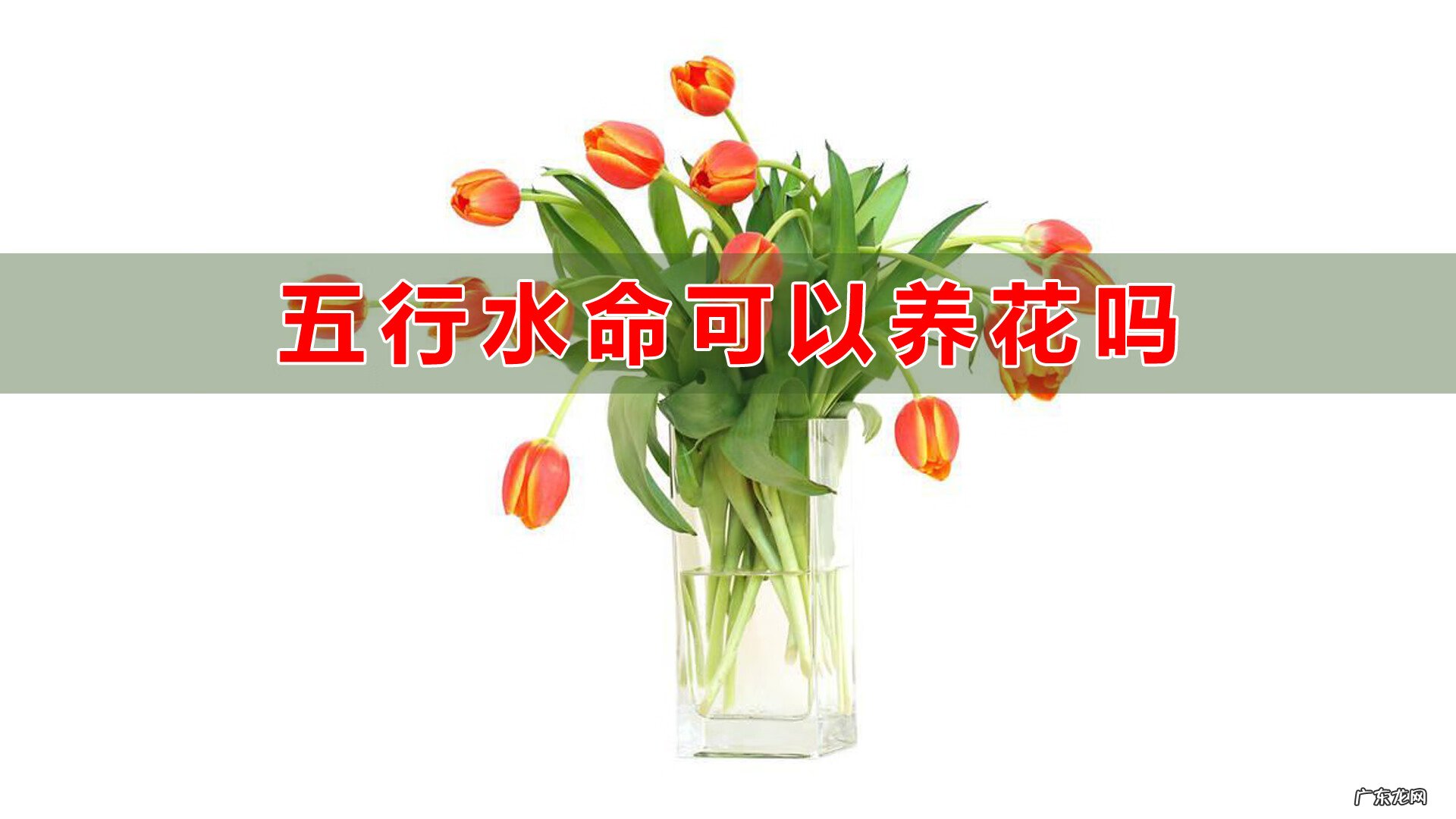 风水上会养花的女人 养花厉害的人风水有什么说法