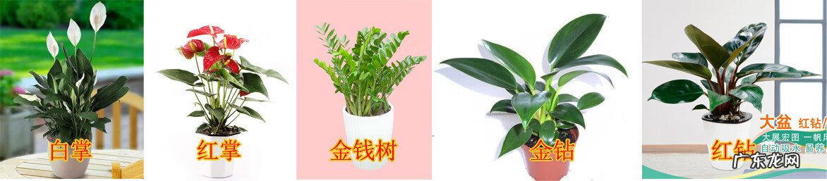 风水上会养花的女人 养花厉害的人风水有什么说法