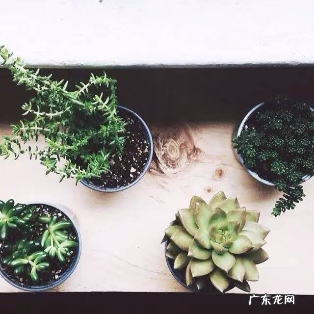 多肉植物在家里养风水上好吗 家里养多肉植物风水