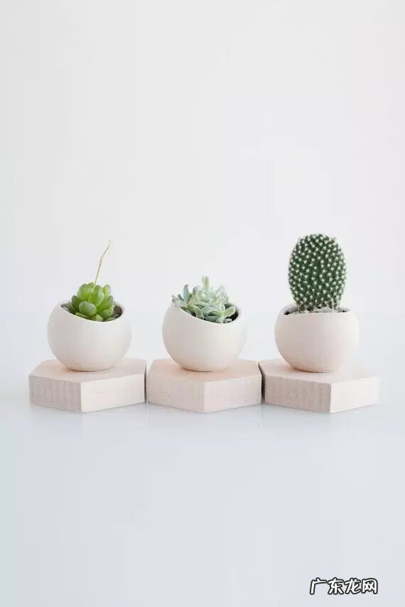 多肉植物在家里养风水上好吗 家里养多肉植物风水