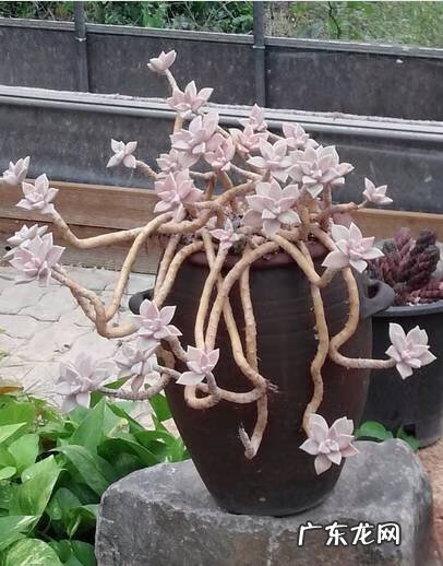 多肉植物在家里养风水上好吗 家里养多肉植物风水