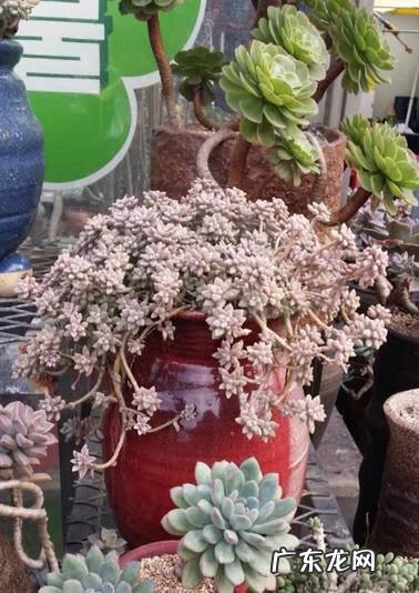 多肉植物在家里养风水上好吗 家里养多肉植物风水