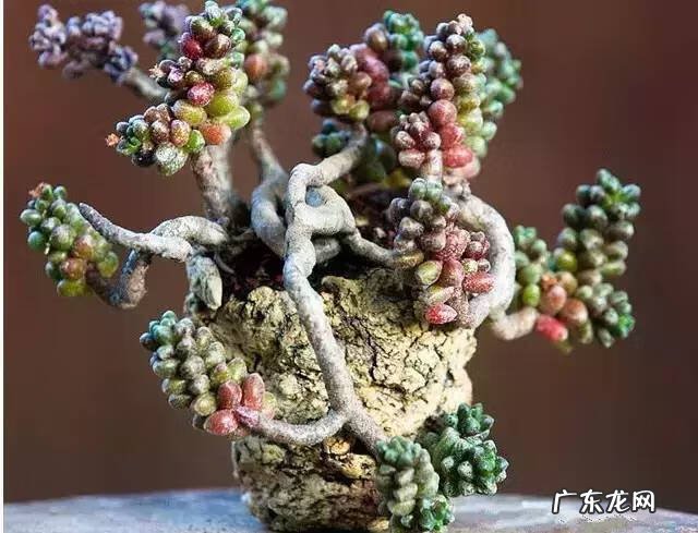 多肉植物在家里养风水上好吗 家里养多肉植物风水