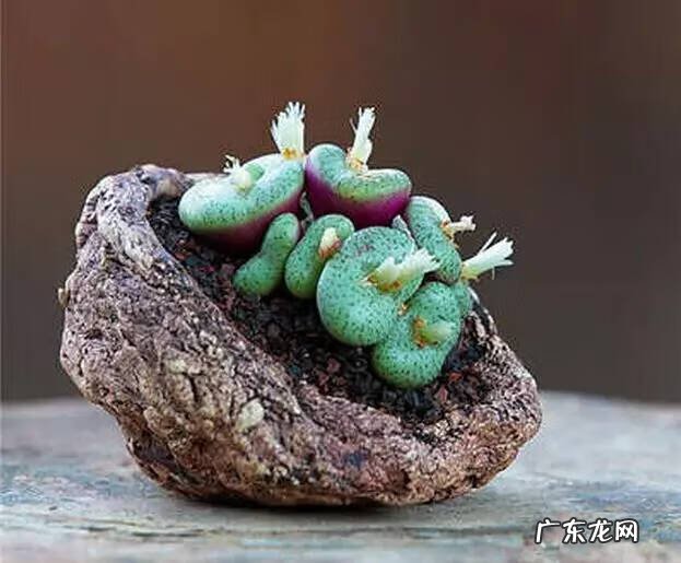 多肉植物在家里养风水上好吗 家里养多肉植物风水