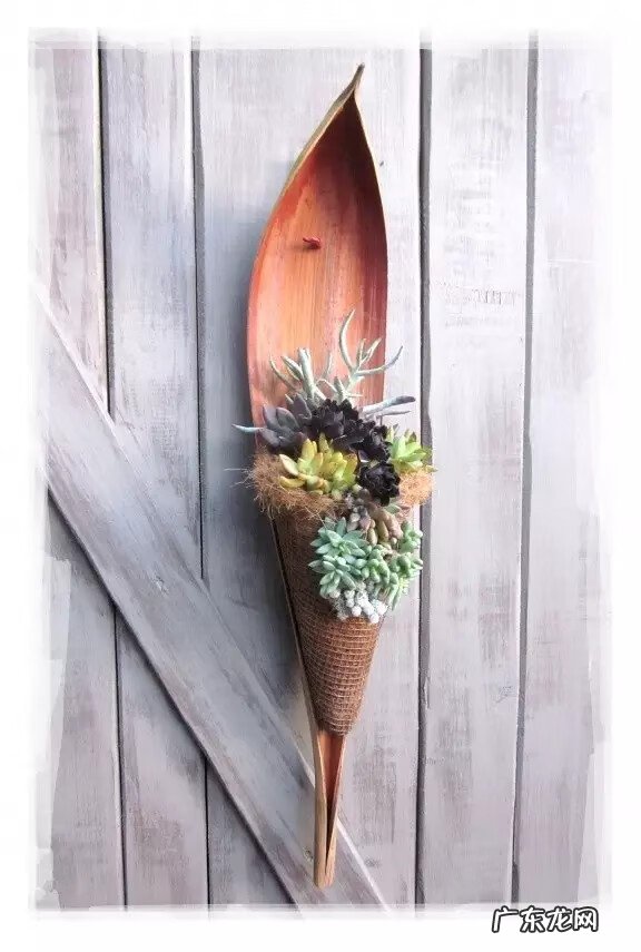 多肉植物在家里养风水上好吗 家里养多肉植物风水