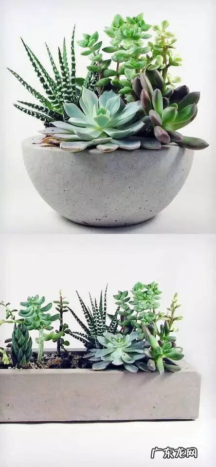 多肉植物在家里养风水上好吗 家里养多肉植物风水