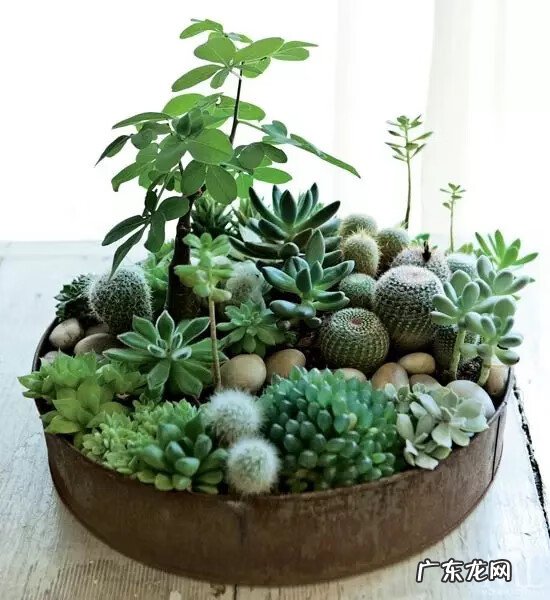 多肉植物在家里养风水上好吗 家里养多肉植物风水