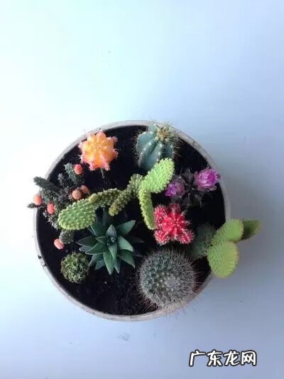 多肉植物在家里养风水上好吗 家里养多肉植物风水