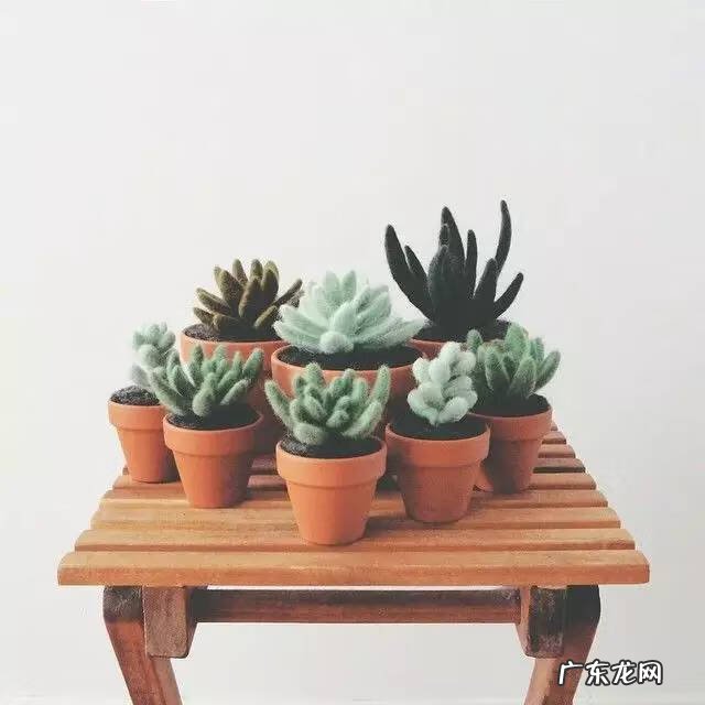 多肉植物在家里养风水上好吗 家里养多肉植物风水