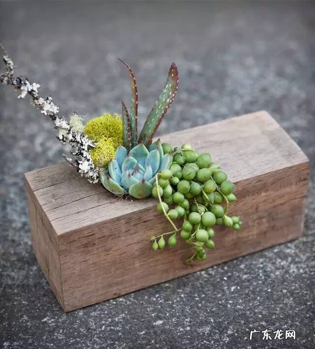 多肉植物在家里养风水上好吗 家里养多肉植物风水