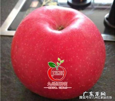 昭通苹果一般成熟季节 蜜脆苹果几月成熟吃