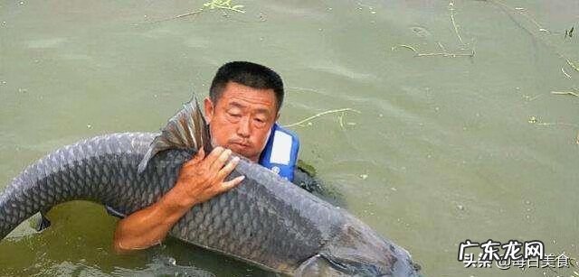 北冥有鱼在暗示什么 冥鱼是什么鱼