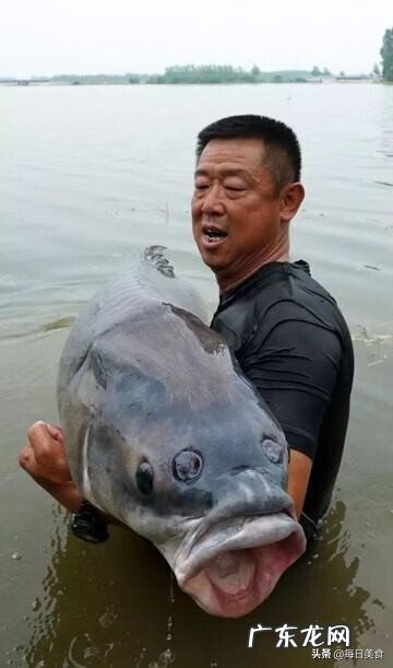 北冥有鱼在暗示什么 冥鱼是什么鱼