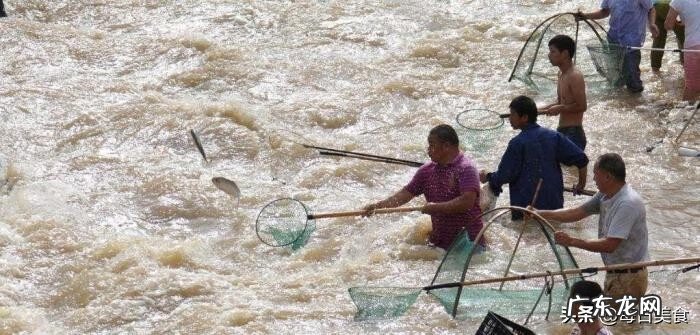 北冥有鱼在暗示什么 冥鱼是什么鱼