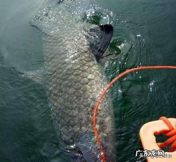 北冥有鱼在暗示什么 冥鱼是什么鱼