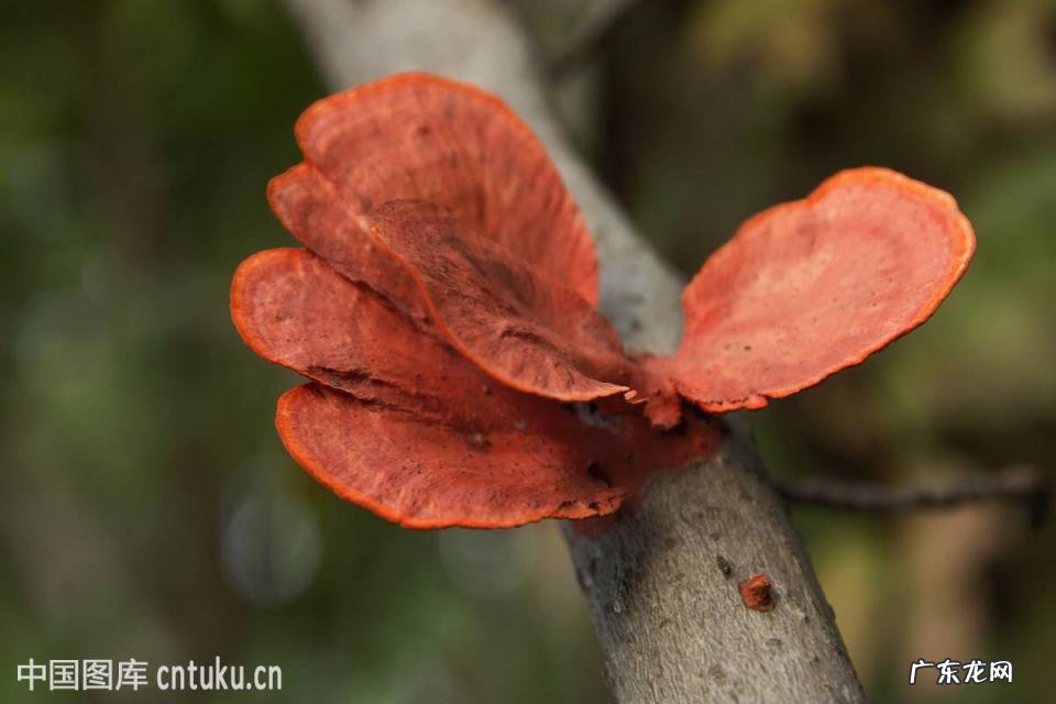 菌的拼音怎么写? 菌的拼音是