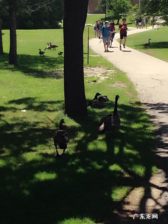 加拿大学签需要雅思吗 加拿大留学雅思要求多少