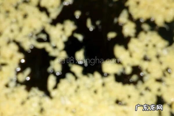 三鲜饺子馅的配料 肉三鲜饺子馅的做法