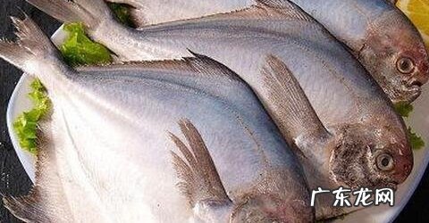 金鲳鱼的营养价值及功效 鲳鱼的营养价值与功效