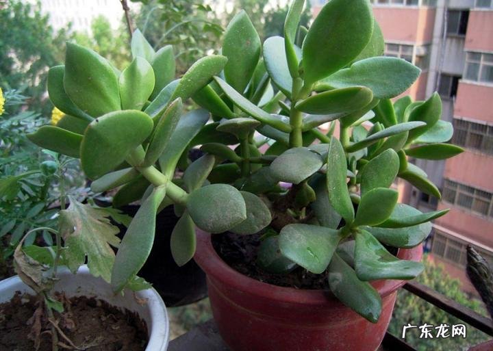 玉树和燕子掌的区别有哪些特点 玉树和燕子掌有什么区别?