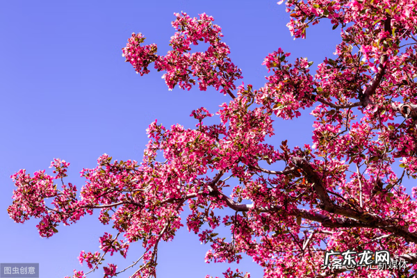 八棱海棠树 盆栽八棱海棠