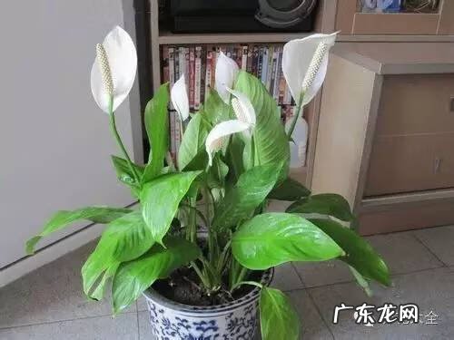 家里种什么有利于风水 家里种什么风水好