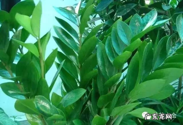 家里种什么有利于风水 家里种什么风水好