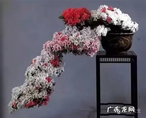 家里种什么有利于风水 家里种什么风水好