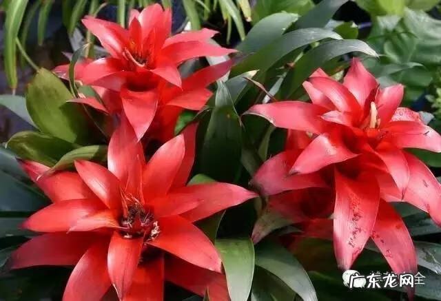 家里种什么有利于风水 家里种什么风水好