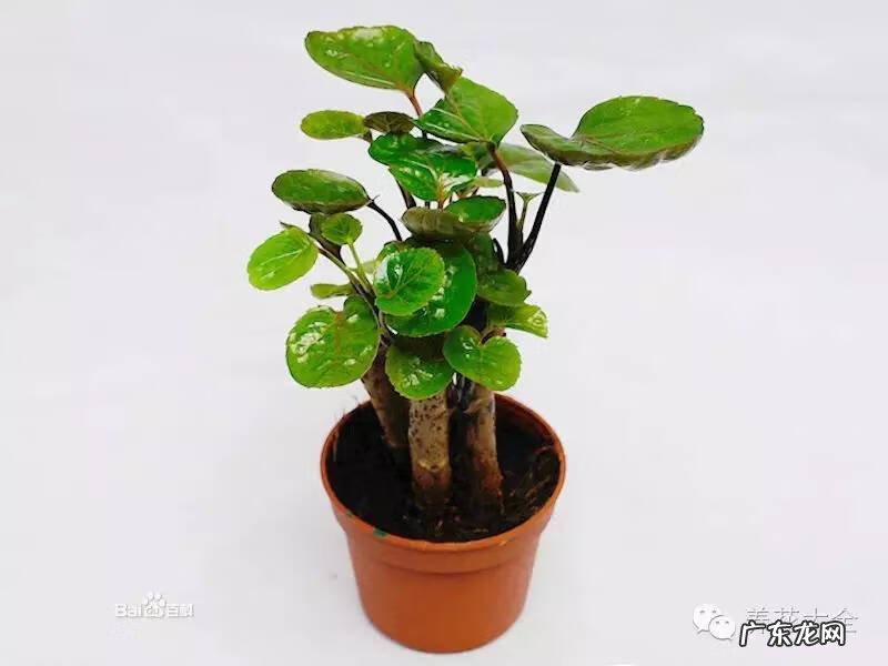 家里种什么有利于风水 家里种什么风水好