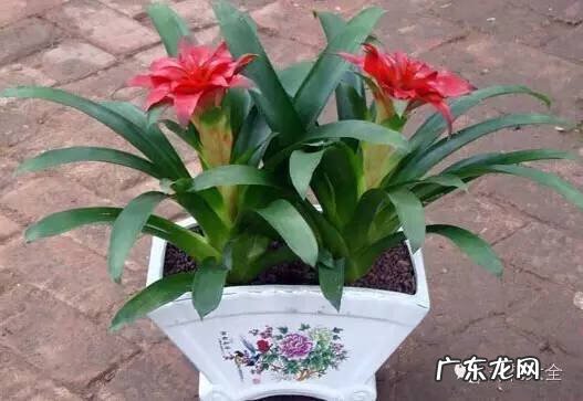 家里种什么有利于风水 家里种什么风水好