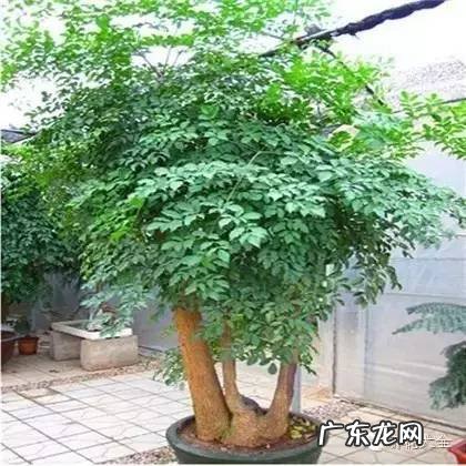 家里种什么有利于风水 家里种什么风水好