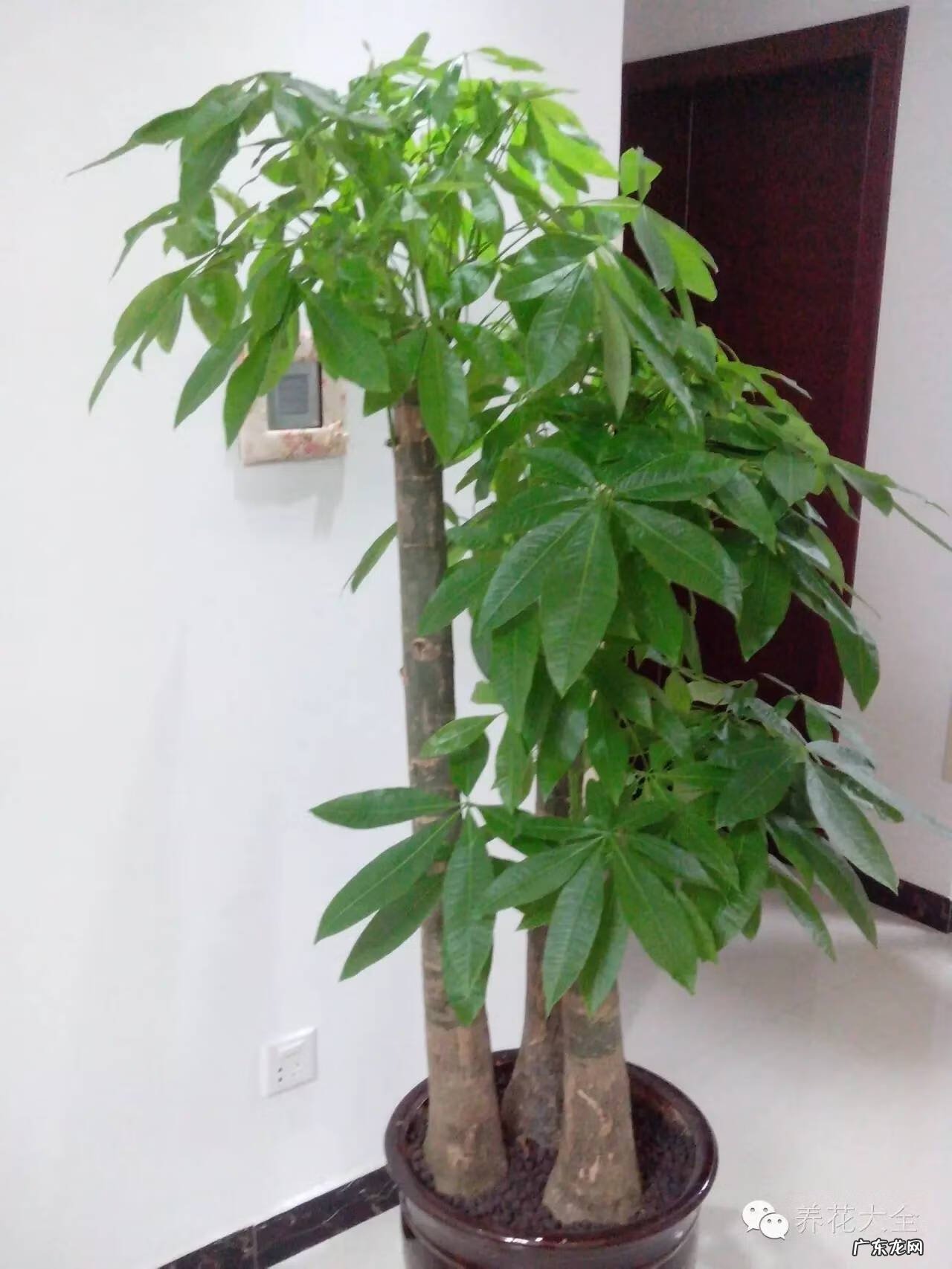 家里种什么有利于风水 家里种什么风水好