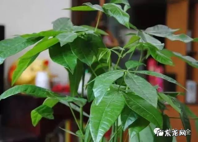 家里种什么有利于风水 家里种什么风水好