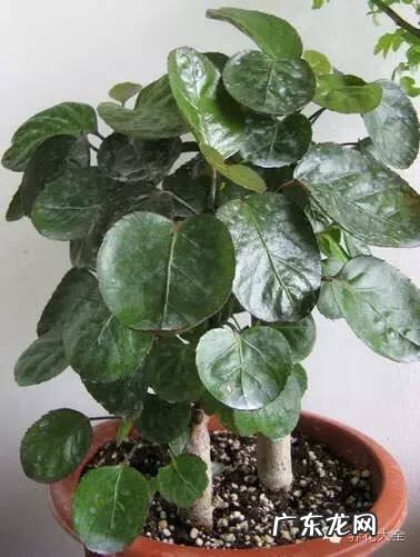 家里种什么有利于风水 家里种什么风水好