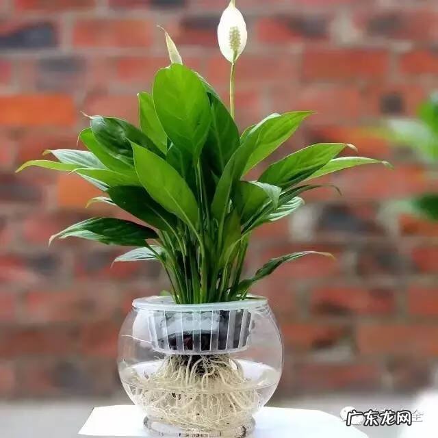 家里种什么有利于风水 家里种什么风水好