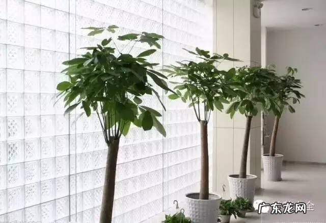 家里种什么有利于风水 家里种什么风水好