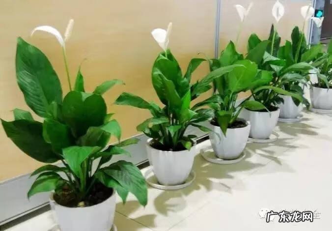 家里种什么有利于风水 家里种什么风水好