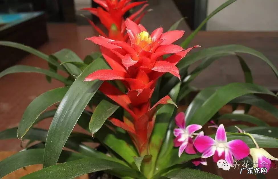 家里种什么有利于风水 家里种什么风水好